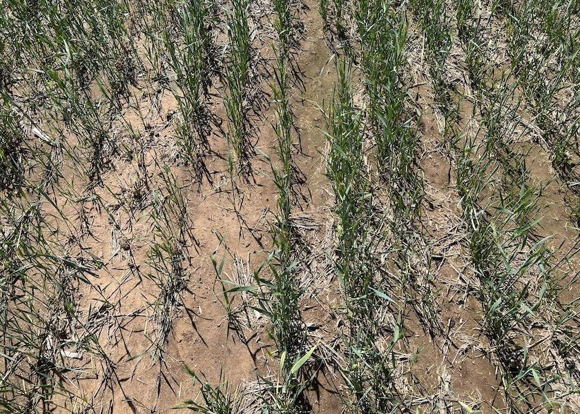 The Wheat Quality Council's Tour across Kansas revealed wheat fields in Pratt County, Kansas hit with drought and freeze damage this year. Wheat and Forage Extension Specialist Romulo Lollato says fields showed low yield potential with very limited stands and biomass production. 