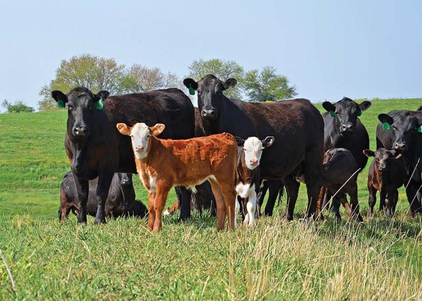Calves born earlier in the calving season have more time to pack on pounds before moving into the next production phase.