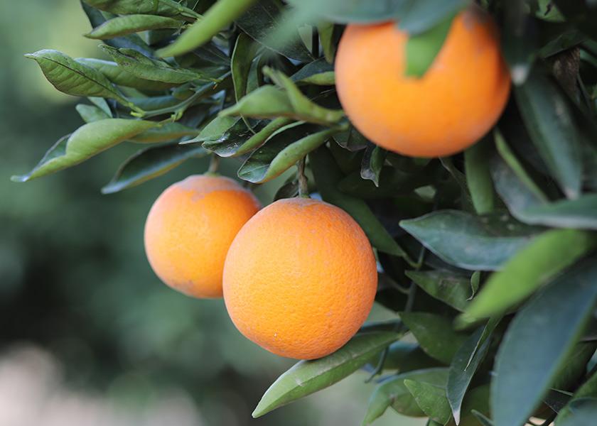There have been no quality issues with this season’s California navel orange crop, despite cold temperatures and heavy rainfall during much of the winter and early springtime, says Casey Creamer, president and CEO of Exeter-based California Citrus Mutual.