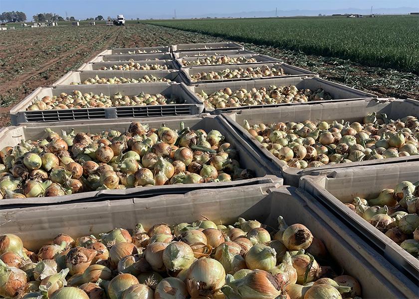 Harvesting of yellow (shown here) red and white onions out of California’s Imperial Valley is expected to continue until the end of May, says Joe Ange, director of business development for onions for Eagle Eye Produce, Idaho Falls, Idaho. Yields were looking good in California in early May, and the category was experiencing “very active markets with strong demand.”