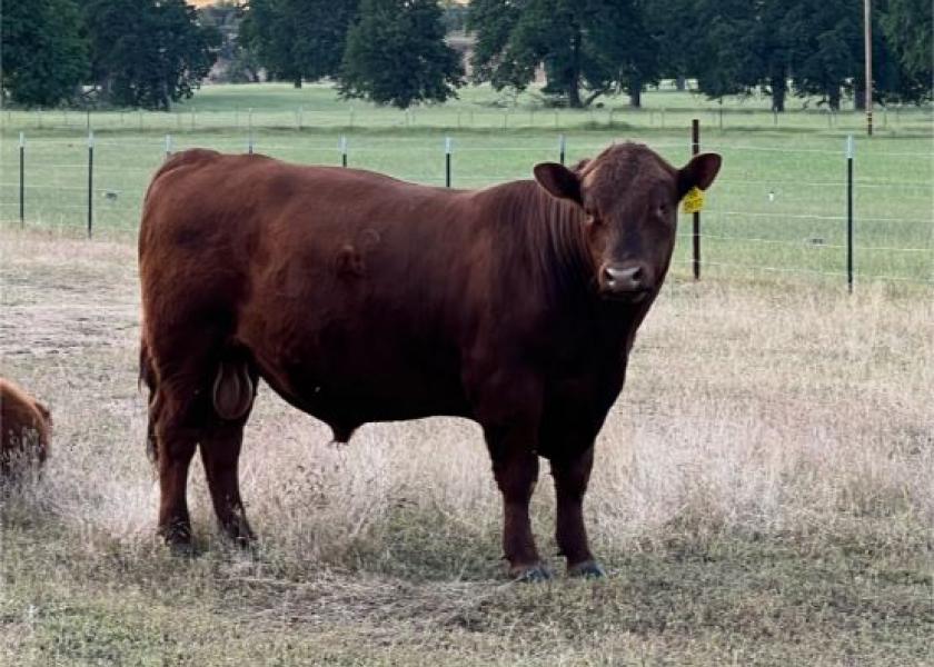 Bulls new to their job need extra attention to get acclimated to their role on the farm or ranch. Beef veterinarians and Extension specialists at Kansas State University offer some management practices that can help.