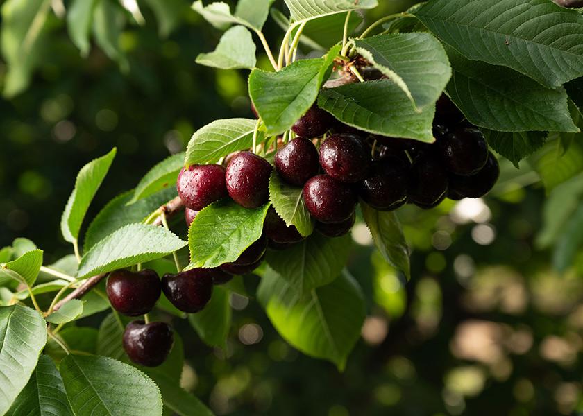 Last year’s Washington cherry crop was about 50% of a normal crop, and this year provides the potential to bounce back, says Brianna Shales, marketing director for Stemilt Growers.