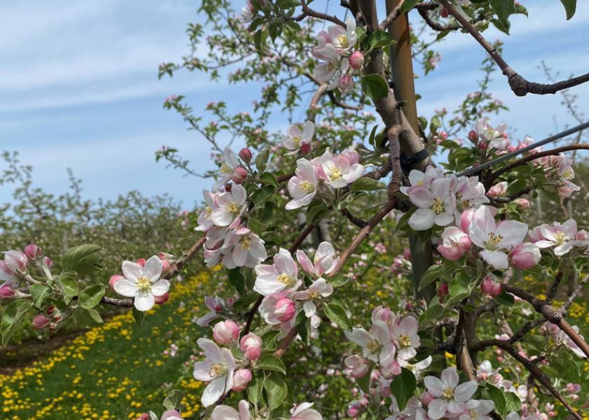 Winter weather in northwestern New York state proved to be overall mild, which was followed with a cool spring that set up near ideal conditions for the start of the apple season, according United Apple Sales.
