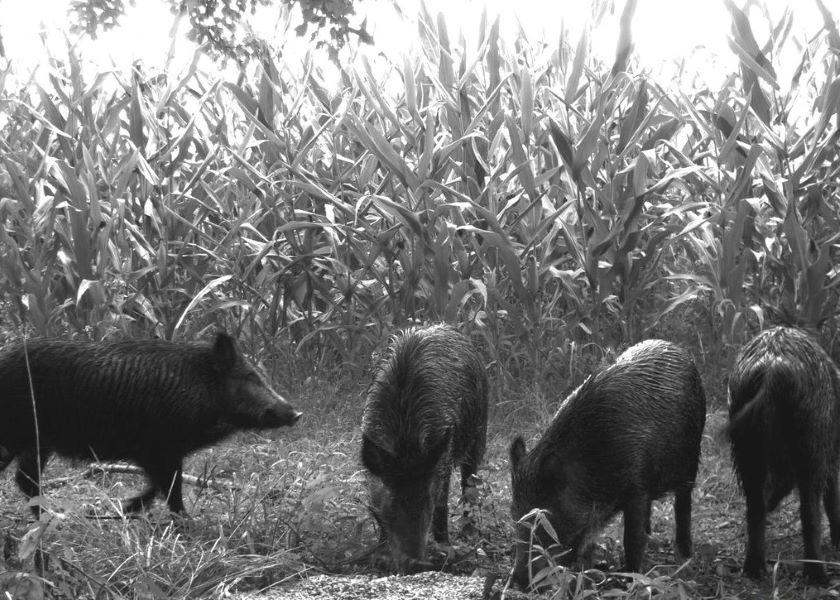 Most states in the South have experienced hog sightings in at least 90% of their counties, the report says. The wild pig's range has expanded more westward and northward over time.
