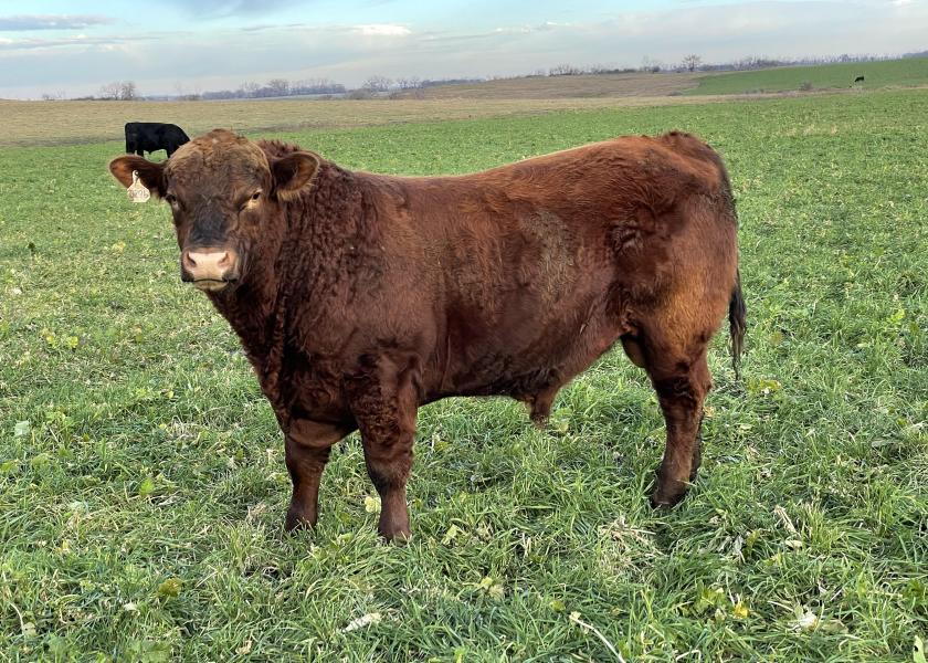 Bull breeding soundness exams can identify bulls that have a low probability of siring calves. 