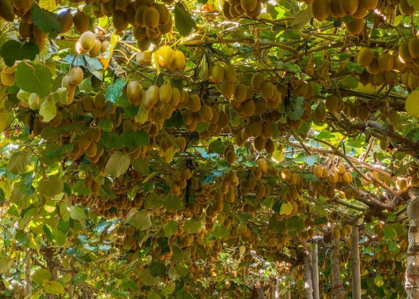 Chilean kiwifruit orchard