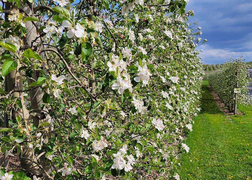 The New York Apple Association says orchards are experiencing full bloom in some parts of the states, with signs of a promising crop unaffected by varied spring temperatures. Photo courtesy the New York Apple Association
