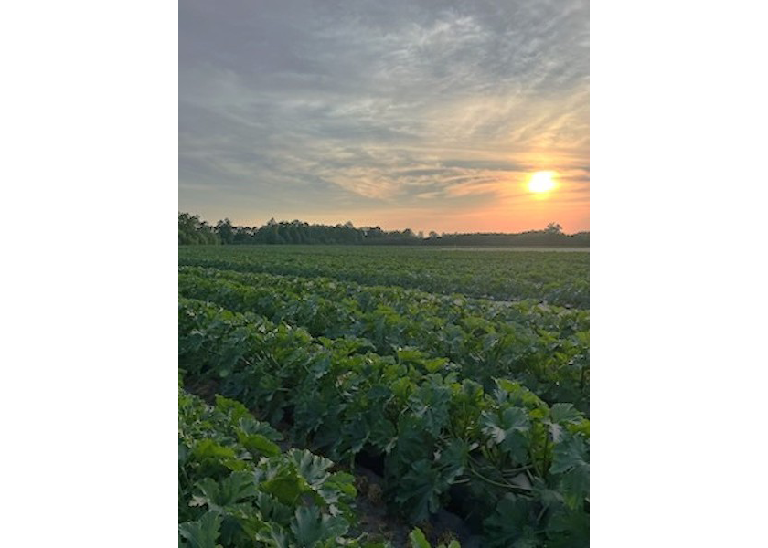 Picture is an L&M zucchini field in North Carolina.