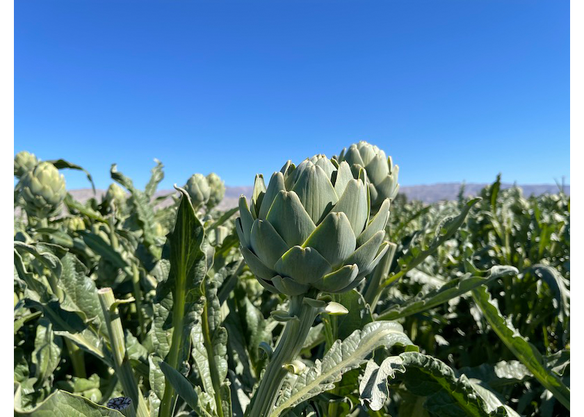 Ocean Mist expects an excellent crop of spring artichokes.