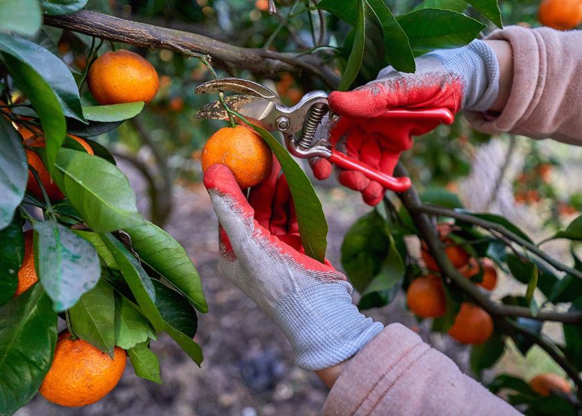 As supplies of U.S.-grown navel oranges and other wintertime citrus favorites wind down, Southern Hemisphere sources are coming into their own.