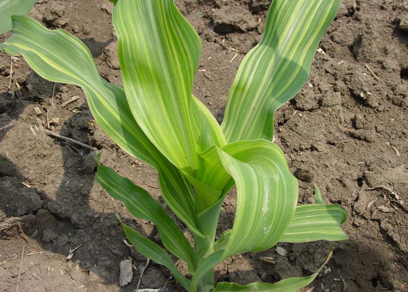 Don’t forget about zinc: Prescriptively address zinc deficiencies in corn