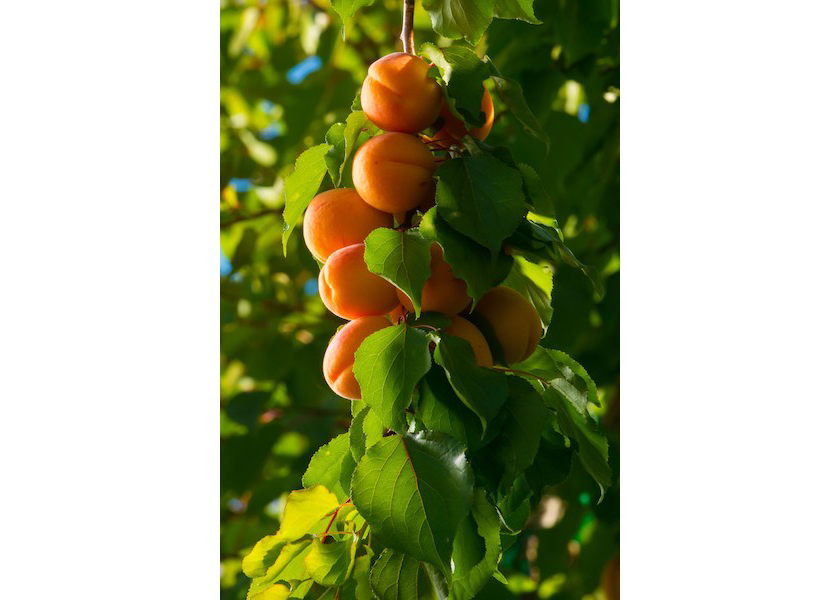 Stemilt's 2023 Washington apricot crop brings promotable volume