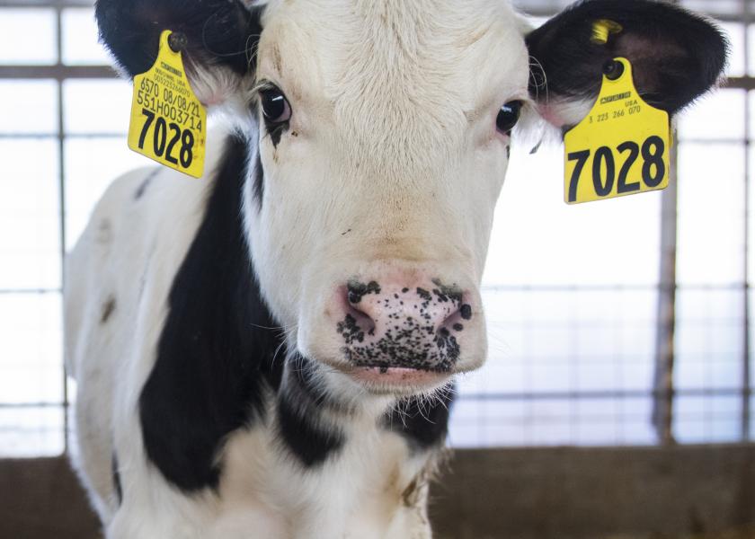 Dairy producers can expect much shorter lead times to receive online ear tag orders from Allflex.
