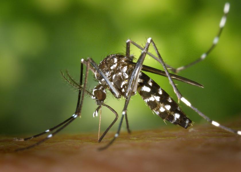 JEV is transmitted through the bite of infected Culex mosquitoes and biosecurity practices focused on mosquito control are key to reducing risk.