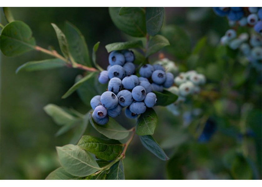 California Giant Berry Farms is anticipating promotable yields of blueberries out of Oregon, British Columbia and Washington state in July and August. 