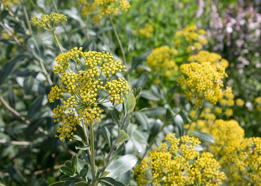 Bupleurum is a centuries-old herbal supplement used in Chinese human medicine. 