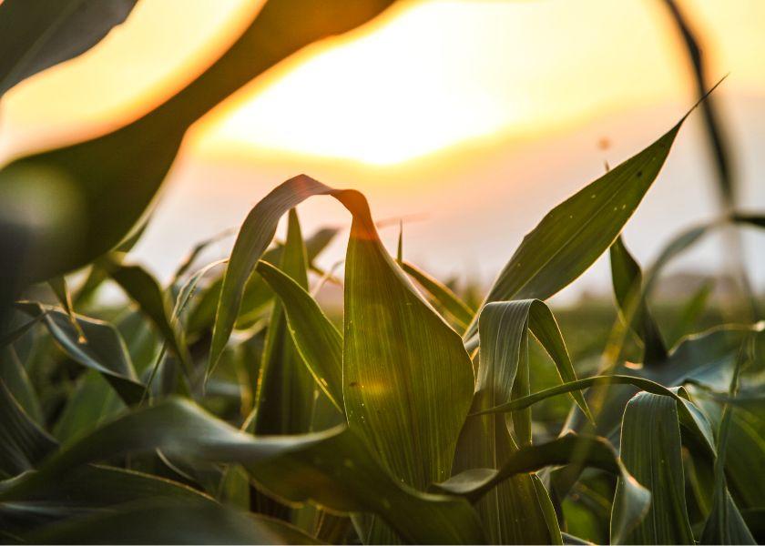 Despite increased yields recorded in 2022, the total cost of producing a ton of corn silage increased by 27%, from $34 per ton in 2021 to $43 per ton in 2022.