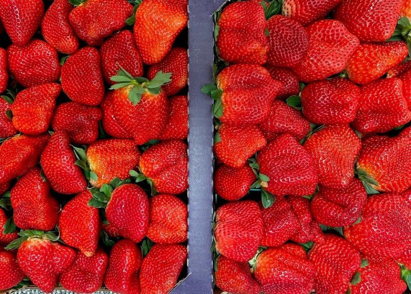 “Well-Pict will give us greater depth and breadth in the industry, adding not just volume throughout the full berry patch and seasons, but also deepening a shared passion for berry innovation, along with an unprecedented team of expertise in berry science,” said Paul Kawamura of Gem-Pack Berries.