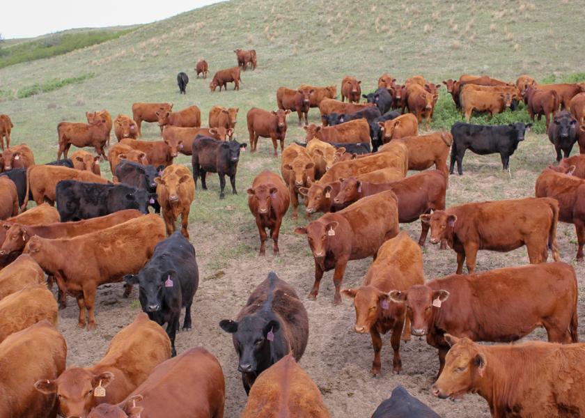 Tag Price Increases - July 1, 2023 - Red Angus