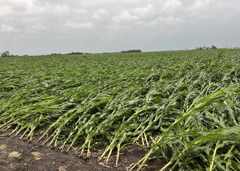 Corn splayed across fields in central Illinois the morning of June 29, when a derecho swept through the area.