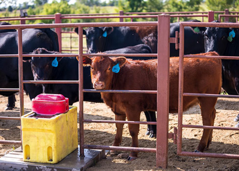 More calves born on dairies than ever before are eventually headed to feedyards these days. Some time-tested research points to the eventual performance and profitability merits of sending healthy animals from the calf-rearing stage to the feedlot.