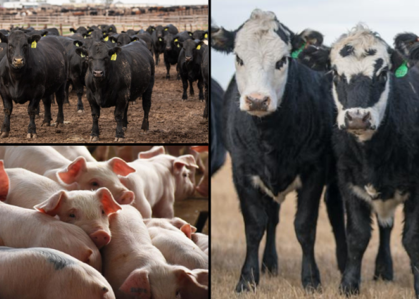 While many tools for managing risk exist for livestock producers today, livestock risk protection (LRP) might be an option for producers to consider no matter how large or small the operation. 