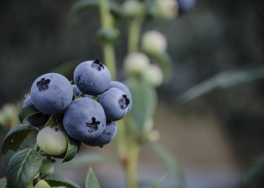 Naturipe blueberries