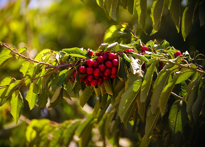 The premium dark-sweet cherries cultivated in the California Delta region are expected to be available from mid-June through Fourth of July promotions, according to Stemilt Growers. 