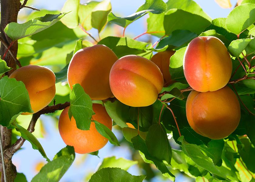 Stemilt Artisan Organics brand is kicking off its summer season with Washington-grown organic apricots, nectarines and peaches.   