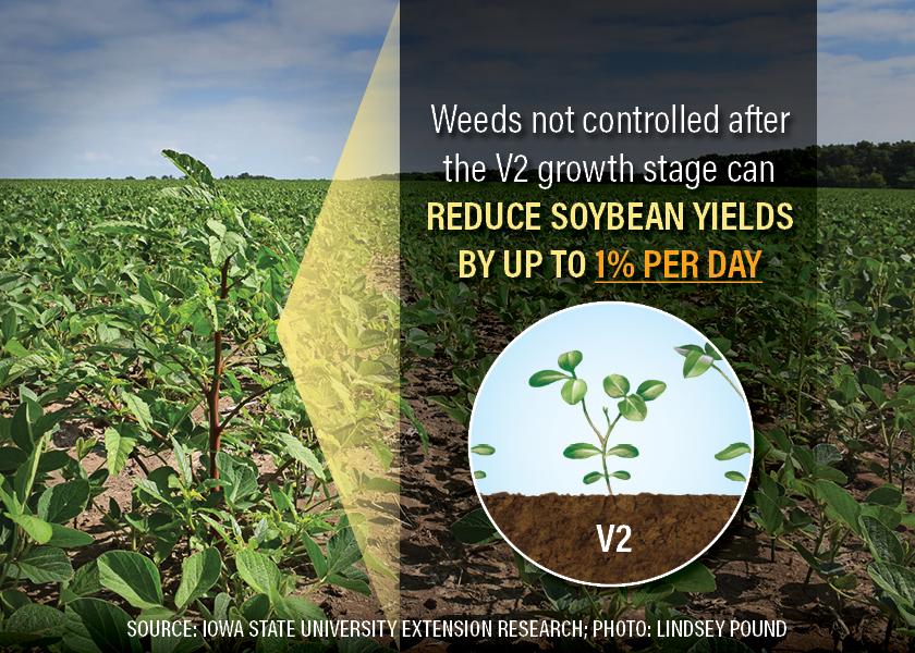 Tough broadleaf weed escapes stand out in a field of Missouri soybeans.