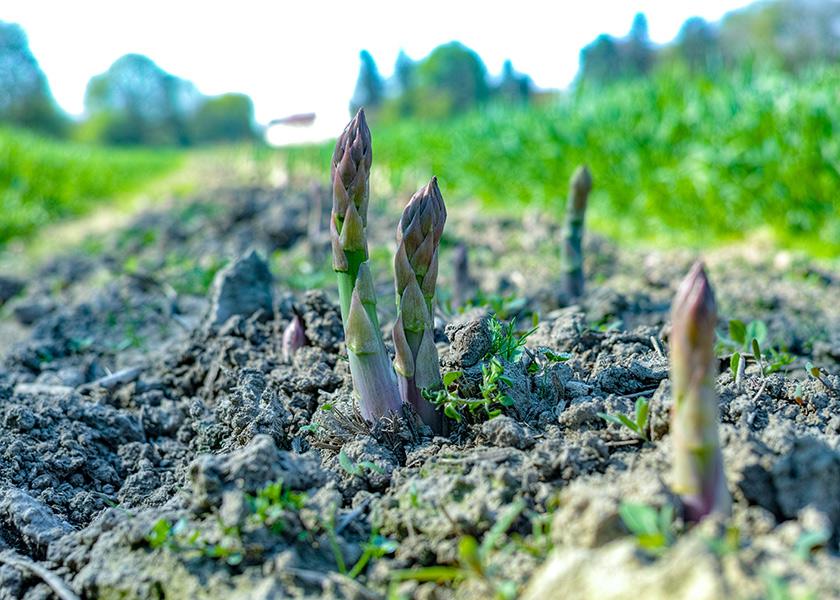 The forecast and anticipated arrivals into the U.S. will continue to be lower than expected for the next two to three months, according to the  Peruvian Asparagus Importers Association.