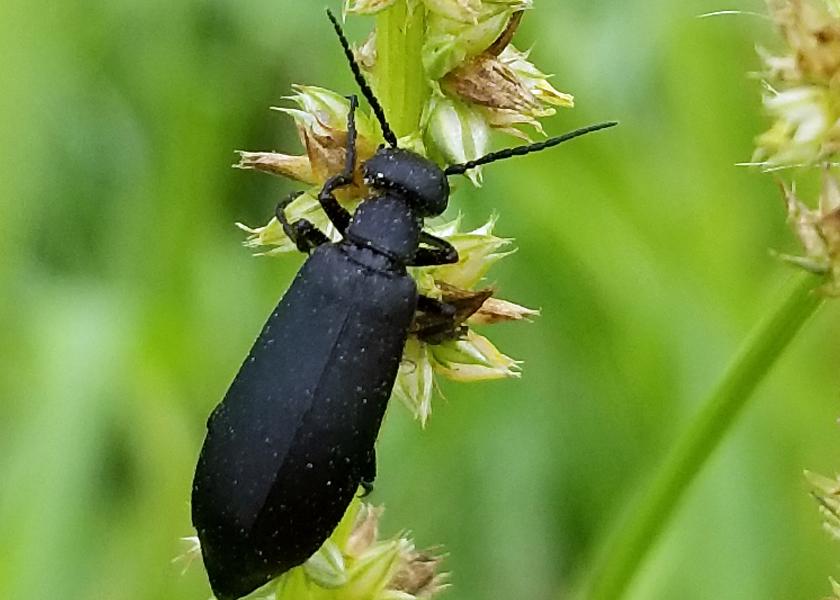 Black blister beetle. 