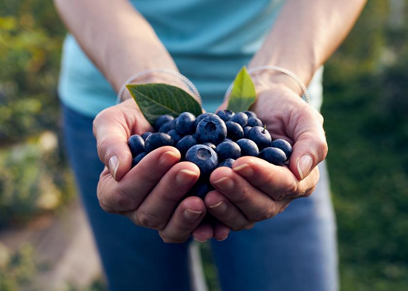 Greg Willems, co-owner of Farm to Table Berries, Selma, Calif., says firmness, flavor and size represent the trifecta of desired blueberry traits. 
