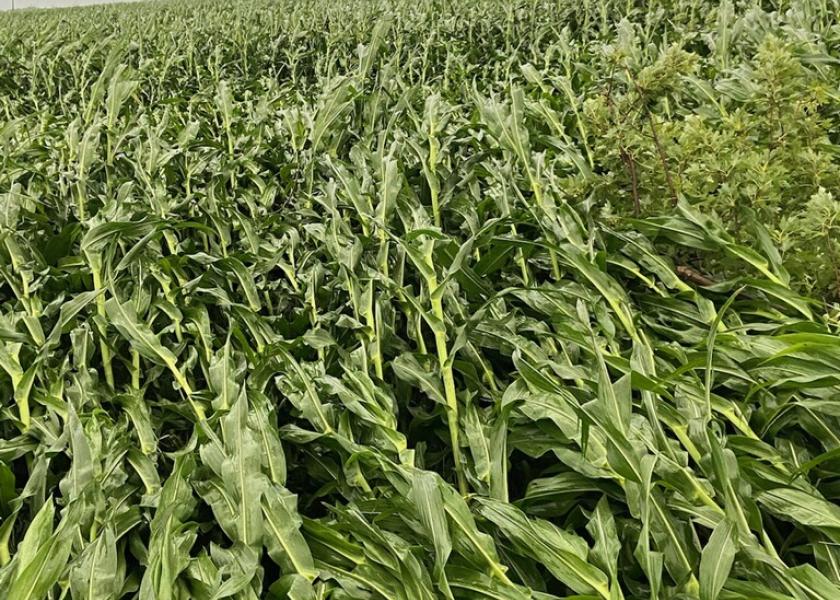 Corn in central Illinois took a beating from 80 to 100 mph derecho-style winds on Thursday. The good news is that much of the corn was not snapped off and is likely to straighten up.