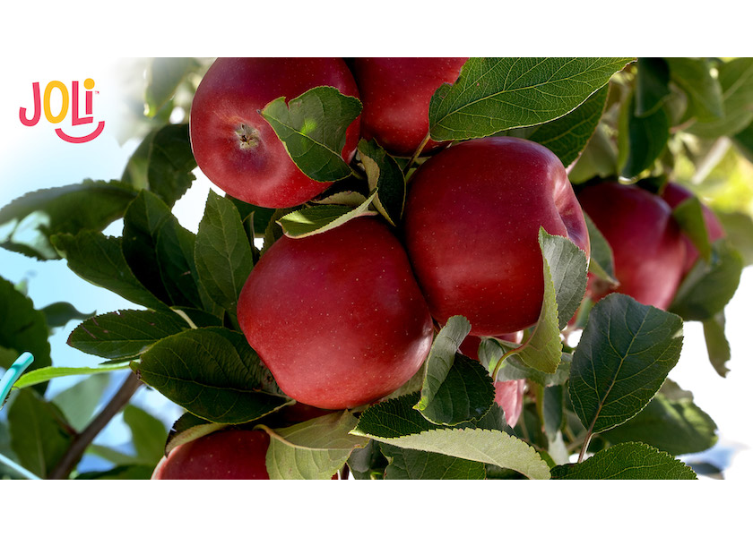 Joli apples, which global consumers will be able to enjoy from 2028 onwards, is the result of over 10 years of innovation, according to T&G Global.
