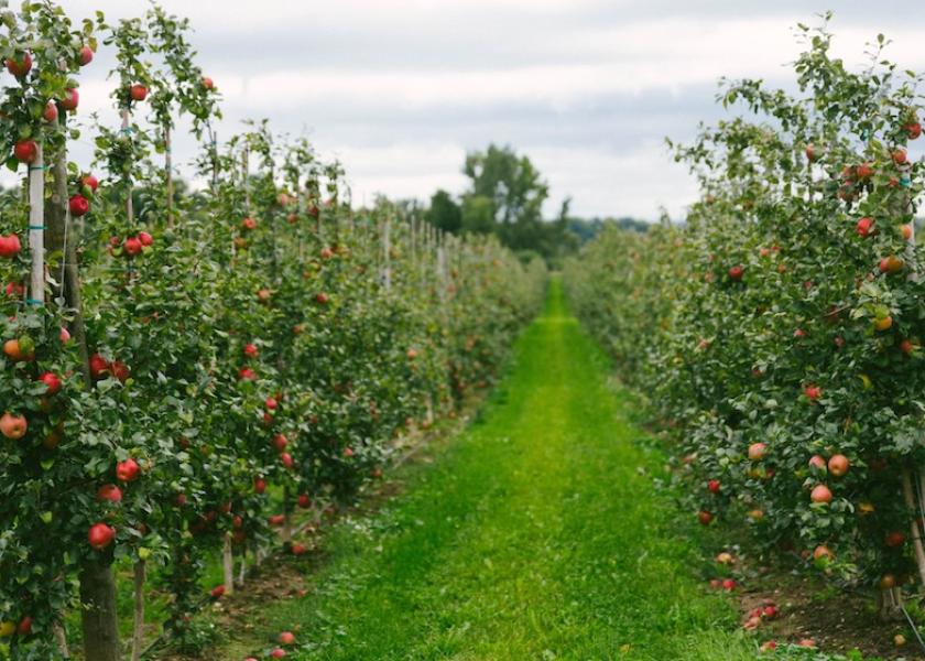 Michigan apples in September 2022