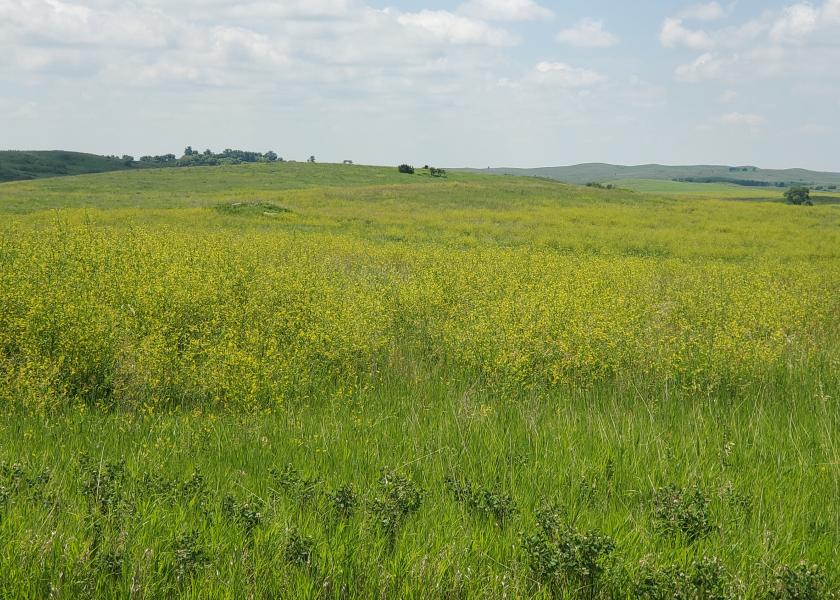 Sweet clover provides many benefits to the soil and wildlife and can be an excellent forage.