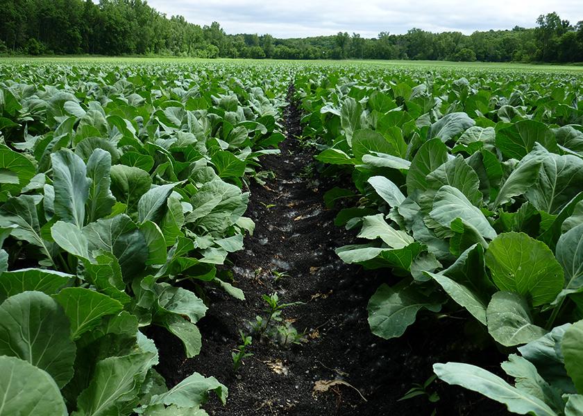 Collard greens and more than two dozen other vegetables will be available from Willard, Ohio-based Buurma Farms Inc. this summer, says company President Chad Buurma.