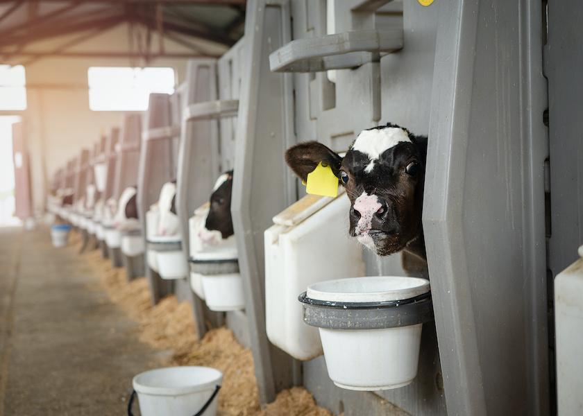 We don’t feed dairy calves the way we used to, and that’s a very good thing, according to calf industry consultant Dave Kuehnel. 