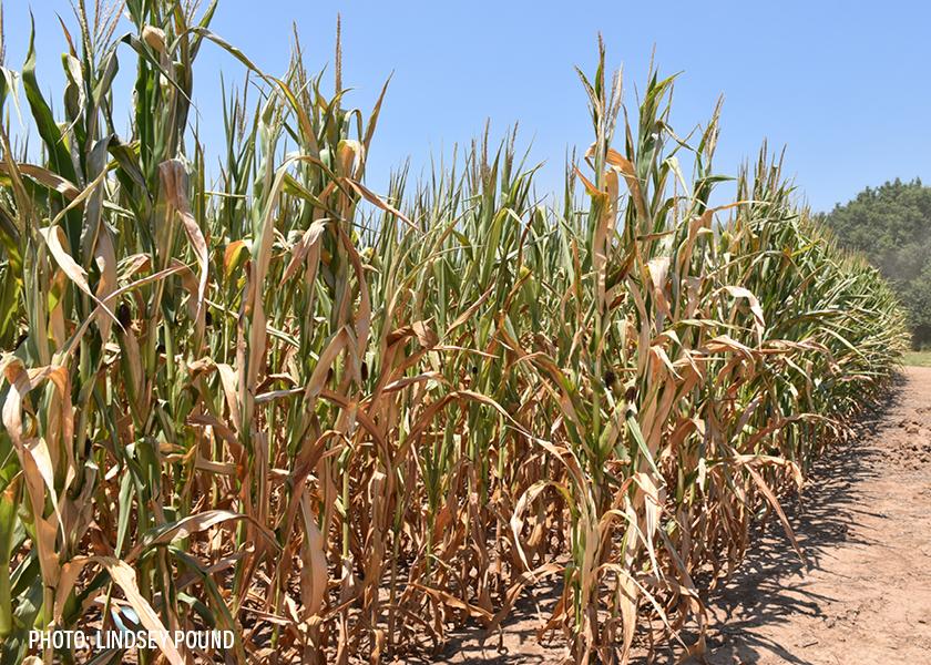 drought, heat-stressed corn