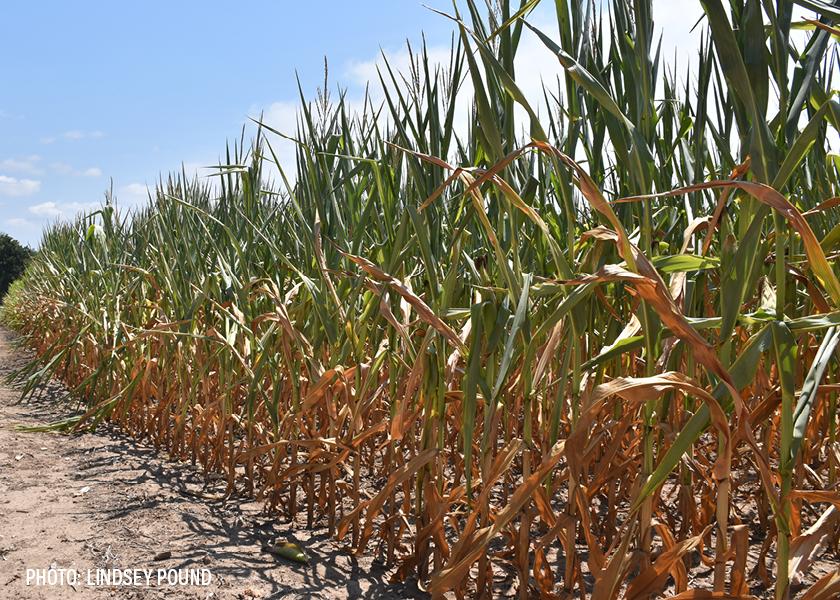 Drought and heat stressed corn
