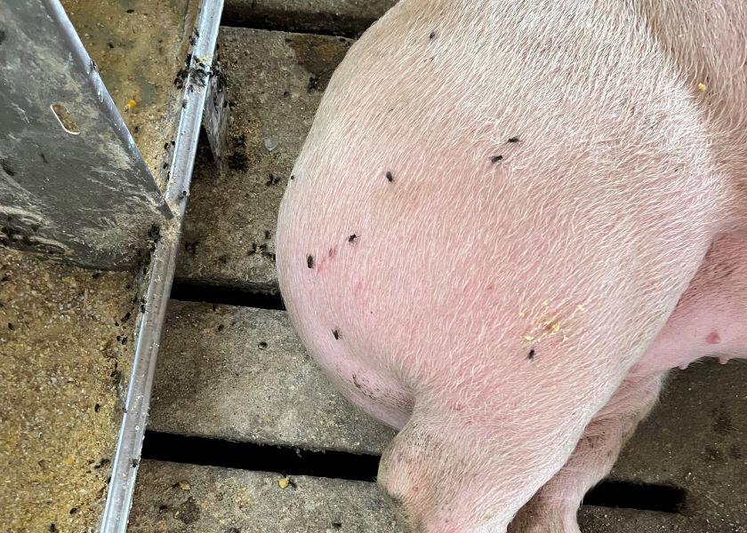For the first time ever, a study led by Allison Knox of the Walcott Veterinary Clinic in Walcott, Iowa, shows the ability of house flies and gnats to transmit rotavirus and sapovirus in swine nurseries.