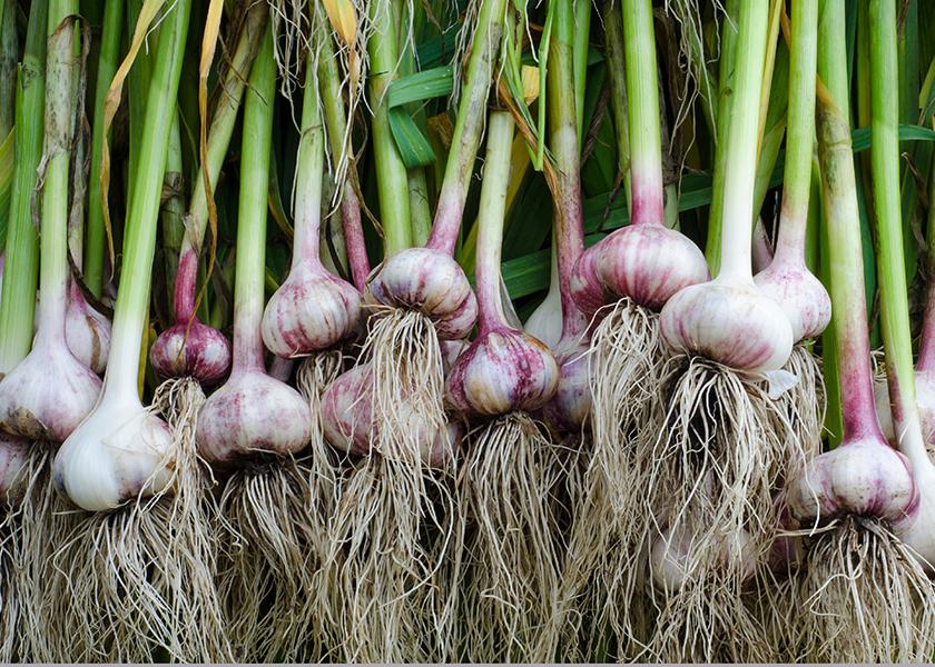 For many producers, growing garlic is a long game and this year’s domestic crop is finally experiencing favorable market conditions due to softening global import supplies. 