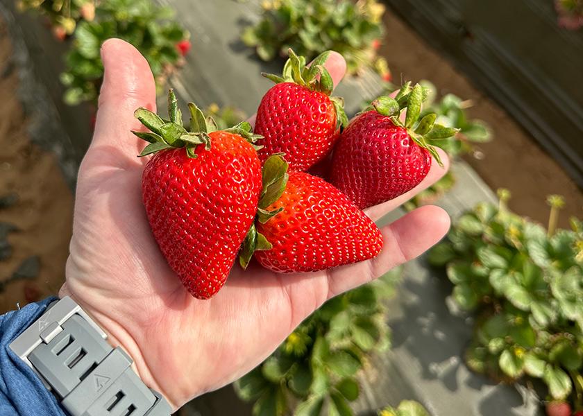 Irvine, Calif.-based Gem-Pack Berries LLC grows most of its late-summer strawberries in Watsonville, Calif., with some fruit coming from Santa Maria, Calif., says Michelle Deleissegues, vice president of marketing. “Quality has been mostly good with especially good size and flavor,” she said in early July. 