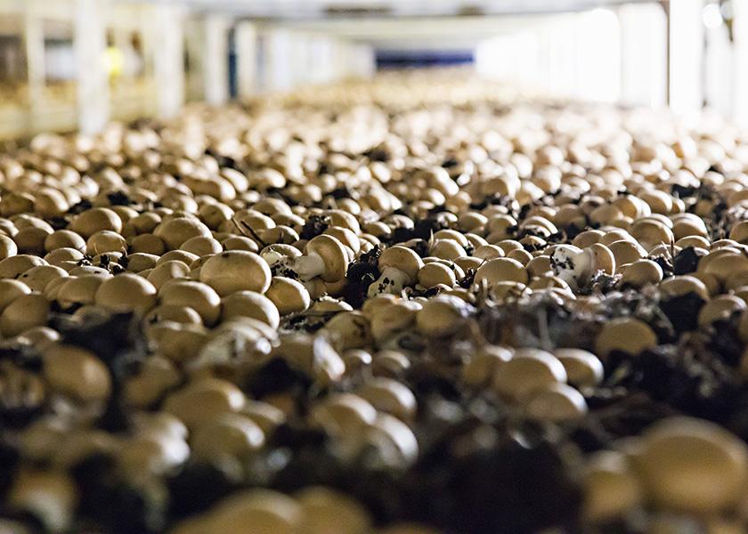 Fungi are enjoying some buzz in the cultural zeitgeist, but is it translating to sales in the produce department? 
