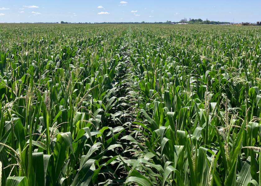 Three-row cluster corn: “There are so many unknowns, but this is my first time to try this and I’m charged up to see what happens,” says John Smith. 