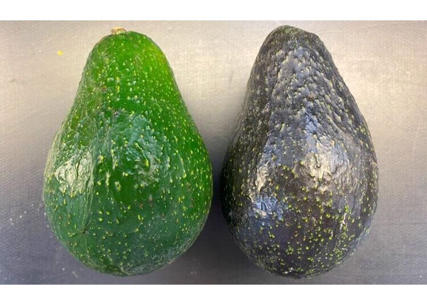 After decades of tree breeding that started in the 1950s, the University of California, Riverside, has released the Luna UCR avocado variety, which it says boasts great flavor, ripening cues and smaller tree size for efficient cultivation. 