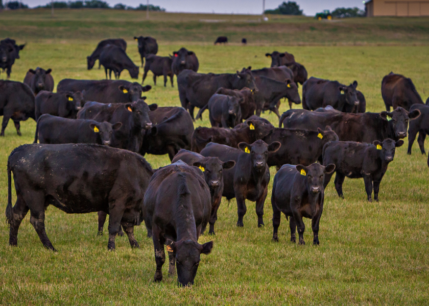 Angus herd at Thompson Research Farm, University of Missouri.