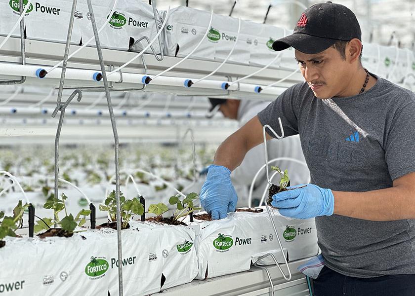 Nature Fresh Farms’ controlled environment agriculture growing practices require approximately 70% less water for strawberry crop growth, the company says.