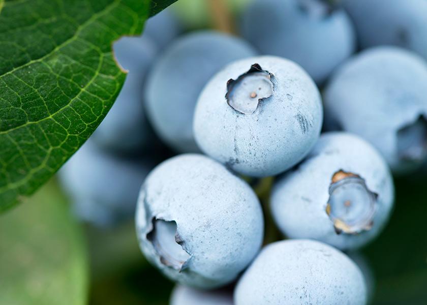 Salinas, Calif.-based Naturipe Farms LLC says its blueberry volume peaks in July. “We are expecting a robust peak of Naturipe blueberries between our multiple growing regions,” says Brian Bocock, vice president of product management. 